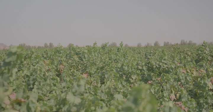 مزرعة عنب خضراء في يوم مشمس، لقطة واسعة.