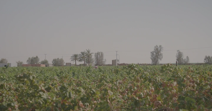 مزارع يمشي بين حقول العنب في مزرعة يوم مشمس، لقطة بعيدة.