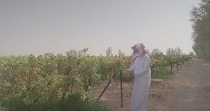 رجل في مزرعة عنب تحت السماء الصافية، لقطة نهارية.