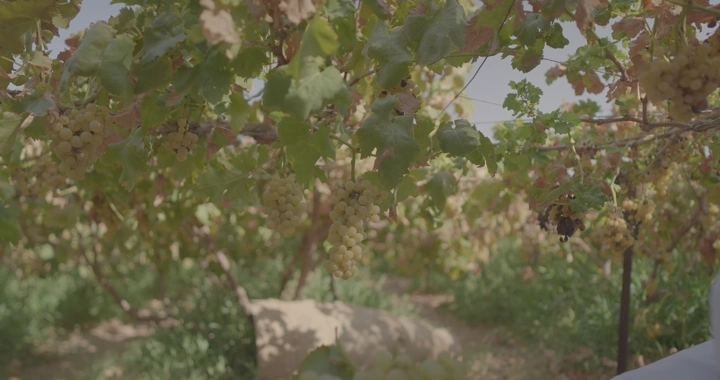 رجل يقطف عنب من مزرعة في يوم مشمس، لقطة قريبة.