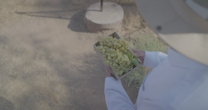 شخص يحمل عنبًا في مزرعة، لقطة علوية.