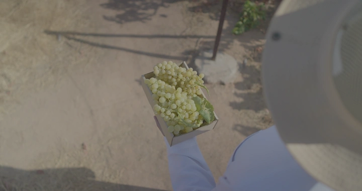 رجل يحمل عنبًا في مزرعة، لقطة من الأعلى.