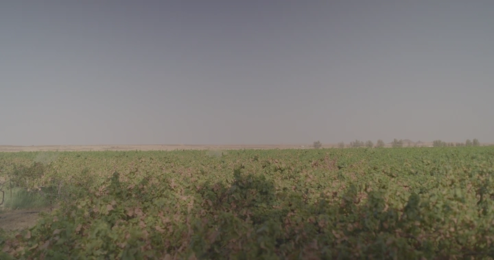 مزرعة عنب واسعة تحت سماء صافية، لقطة بانورامية.