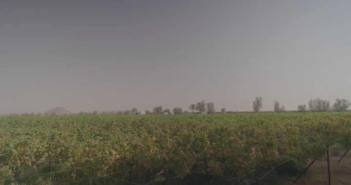 مزرعة عنب واسعة في يوم غائم، منظر بانورامي.