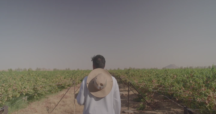 مزارع يمشي في مزرعة عنب نهارًا، لقطة من الخلف.