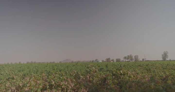 مزرعة عنب واسعة في يوم مشمس، لقطة واسعة.