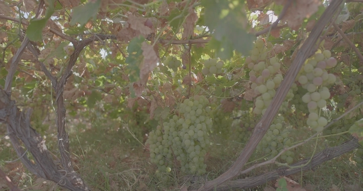 عناقيد عنب في مزرعة، لقطة قريبة نهارية.