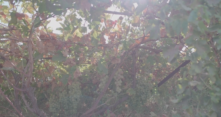 عناقيد عنب تحت أشعة الشمس في مزرعة، لقطة ضبابية.