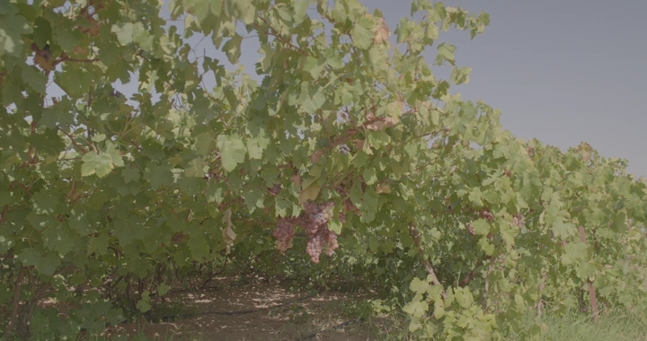 كروم عنب في مزرعة تحت ضوء الشمس، لقطة نهارية.