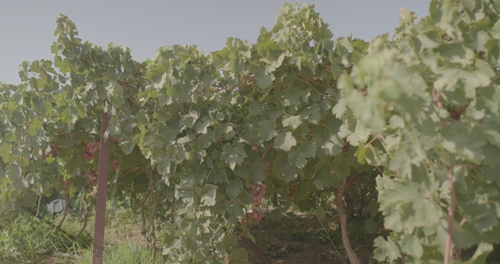 كروم عنب في مزرعة تحت ضوء الشمس، لقطة طبيعية.