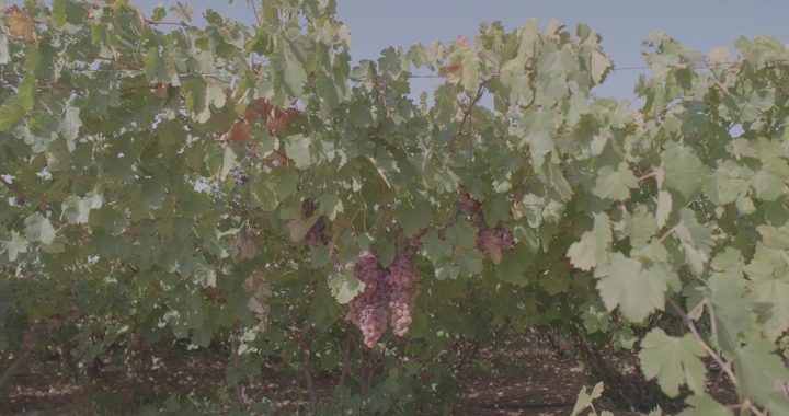 عناقيد عنب في مزرعة تحت أشعة الشمس، لقطة قريبة.