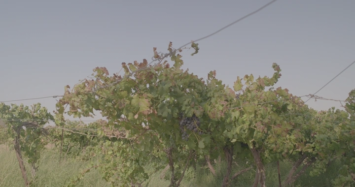 كروم عنب في مزرعة نهارية، لقطة طبيعية.