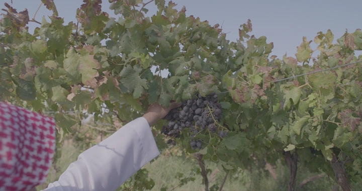 شخص يقطف العنب في مزرعة، لقطة نهارية.
