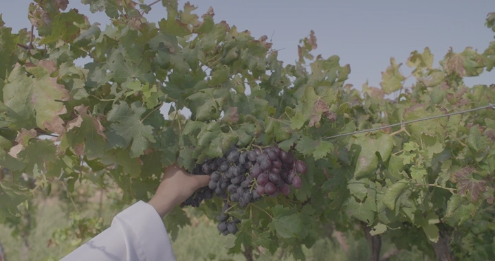 يد تقطف عنبًا من الكرمة في مزرعة، لقطة قريبة.