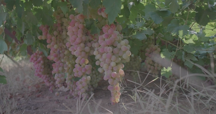 عناقيد عنب وردية على الكرمة في حقل، لقطة مقربة.