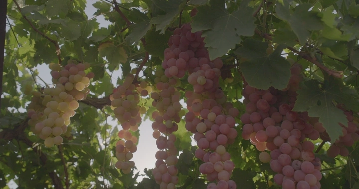 عناقيد عنب وردية تتدلى من شجرة في مزرعة، لقطة نهارية.