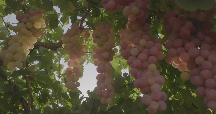 عناقيد عنب متدلية في مزرعة، لقطة من الأسفل.