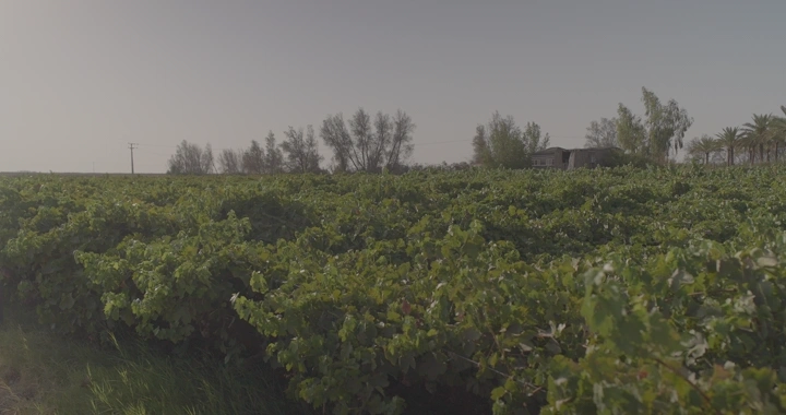 مزرعة عنب خضراء في النهار، لقطة بانورامية.