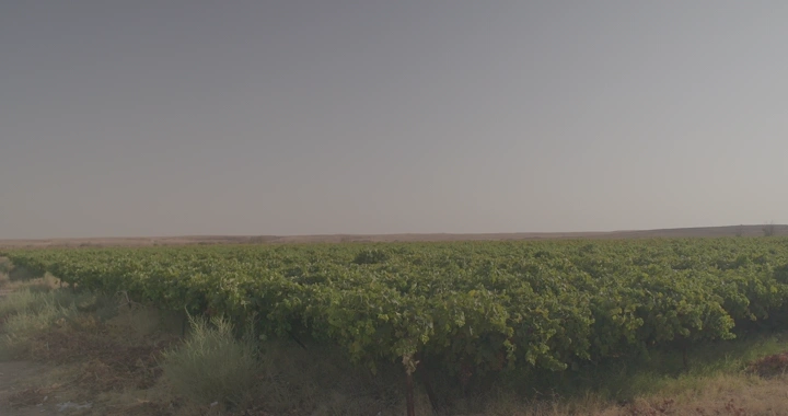 مزرعة عنب خضراء في يوم مشمس، لقطة واسعة.