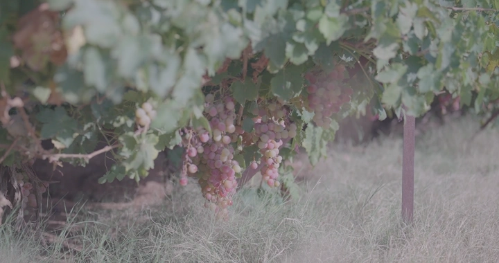 عناقيد عنب في كرم تحت ضوء النهار، لقطة قريبة.