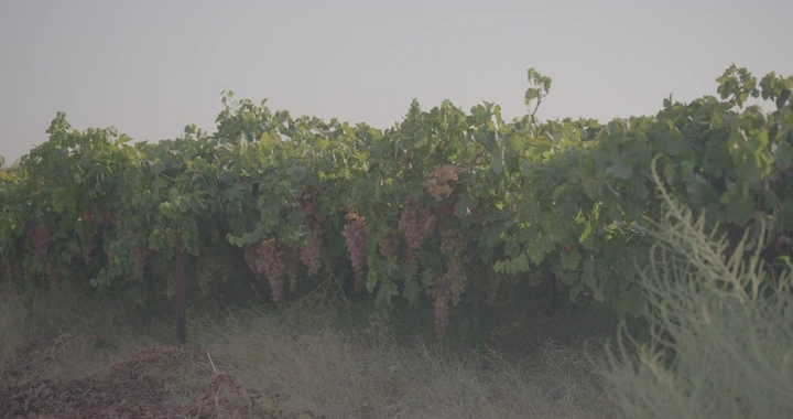 عناقيد عنب في كرم نهاري، لقطة أرضية.