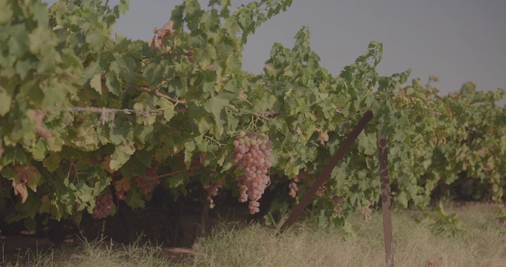 عناقيد عنب في مزرعة تحت ضوء الشمس، لقطة جانبية.