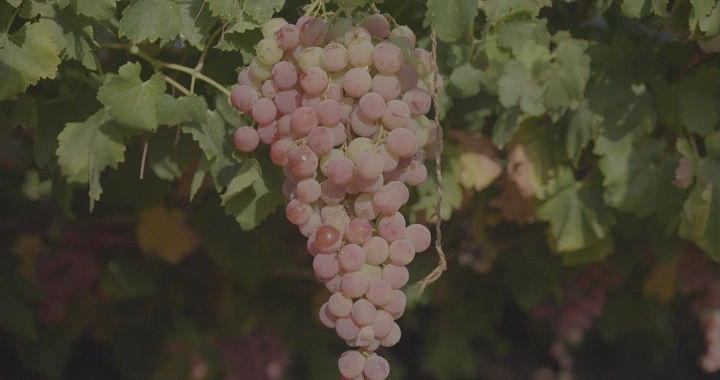 عناقيد عنب وردية معلقة على الكرمة في ضوء الشمس، لقطة مقربة.