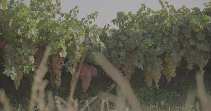 عناقيد عنب في كرم تحت ضوء الشمس، لقطة طبيعية.