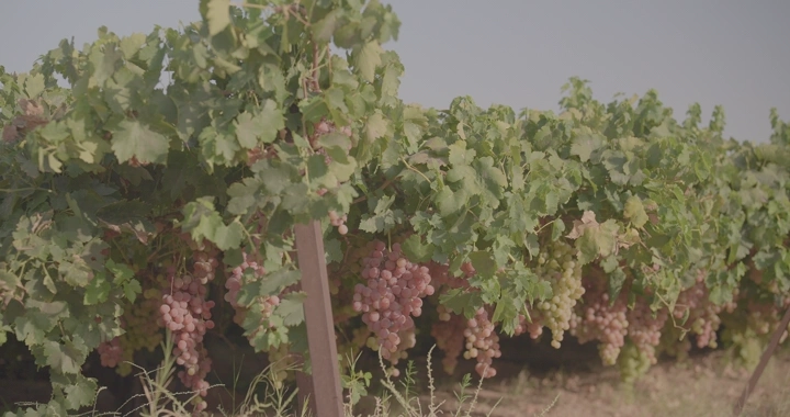 عناقيد عنب في مزرعة نهارًا، لقطة قريبة.