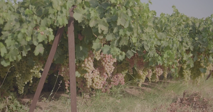 عناقيد عنب في مزرعة تحت أشعة الشمس، لقطة أرضية.