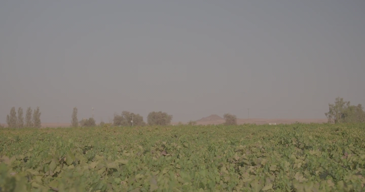 رجل يتجول في مزرعة عنب واسعة في يوم مشمس، منظر طبيعي.