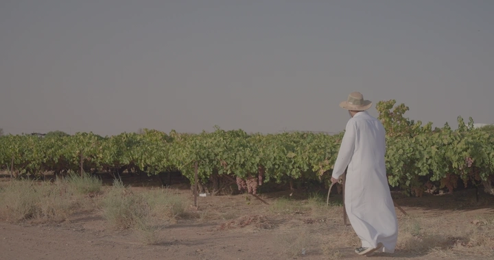 مزارع في مزرعة عنب يتجول، لقطة واسعة.