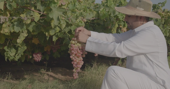 مزارع يجني العنب في مزرعة، لقطة نهارية.