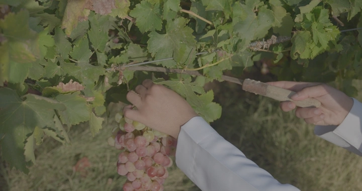 قطف العنب في مزرعة، لقطة مقربة.