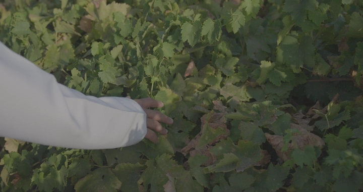 يد تلمس أوراق العنب في مزرعة، لقطة قريبة.