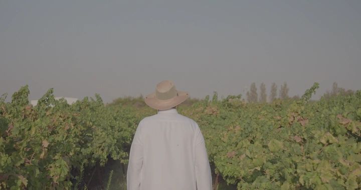 رجل يرتدي قبعة في مزرعة عنب، لقطة خلفية.