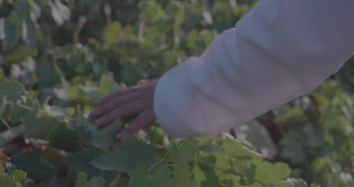 يد تلمس أوراق العنب في مزرعة، لقطة قريبة.
