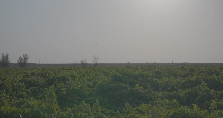 مزرعة عنب واسعة في الصباح الباكر، لقطة من مستوى الأرض.