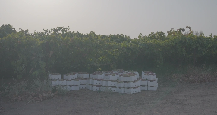 صناديق عنب في مزرعة عند الغروب، لقطة أرضية.