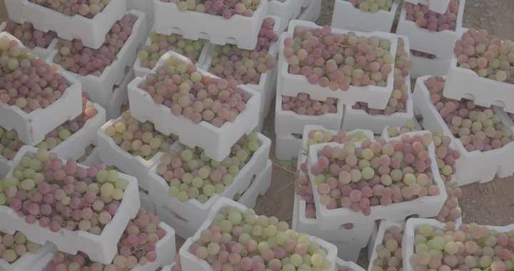 صناديق عنب مكدسة في الحقل، لقطة علوية.