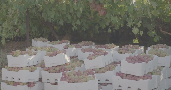 صناديق عنب تحت شجرة في مزرعة، لقطة نهارية.