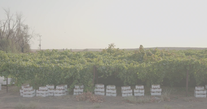 مزرعة عنب مع صناديق بيضاء في الصباح، لقطة واسعة.