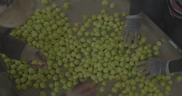 تنقية التين الأخضر على طاولة، لقطة علوية.