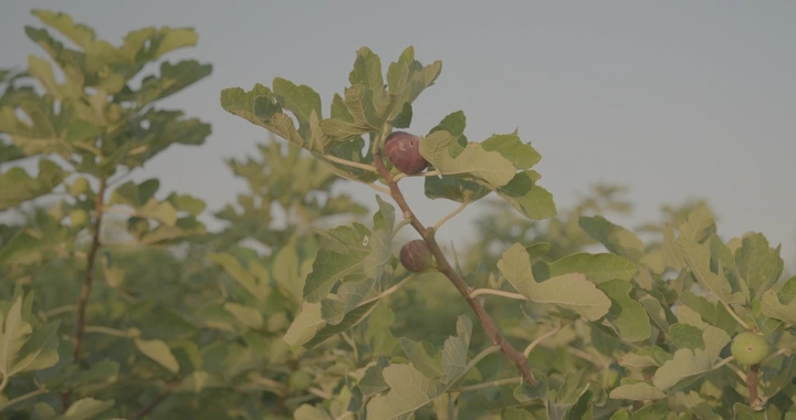 شجرة تين في حقل عند الغروب، لقطة قريبة.