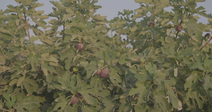 شجرة تين مليئة بالثمار في النهار، لقطة قريبة.