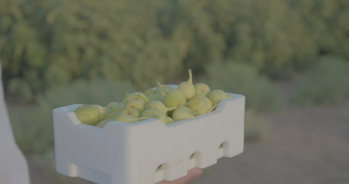 صندوق تين محمول في مزرعة، لقطة قريبة.