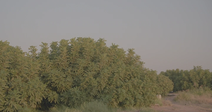 أشجار تين في حقل عند الغروب، لقطة أرضية.