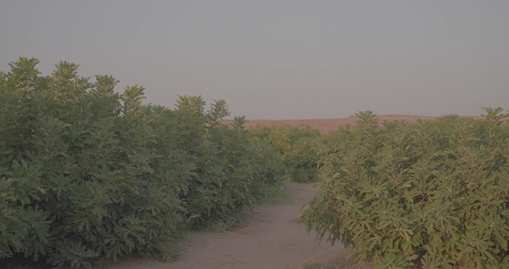 رجل يمشي بين أشجار تين في حقل عند الغروب، لقطة أرضية.