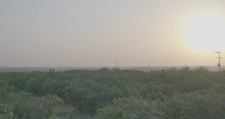 مزرعة تين عند الغروب، لقطة واسعة.