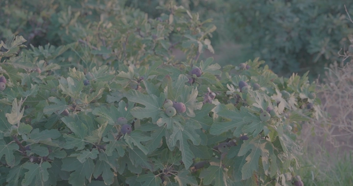 شجرة تين في حقل، لقطة طبيعية.